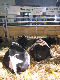 Lounging in the cattle barn